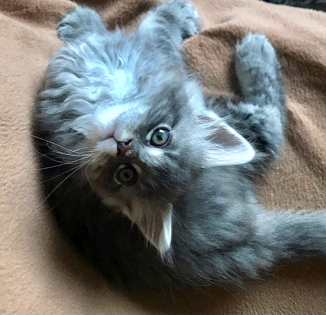 Taïko a rejoint le concours — aidez-le/la à gagner de superbes lots ! british_longhair, canidae, carnivore, cat, claw, comfort, companion_dog, dog_breed, fawn, felidae, fur, grey, paw, ragdoll, russian_blue, small_to_medium_sized_cats, snout, tail, terrestrial_animal, whiskers