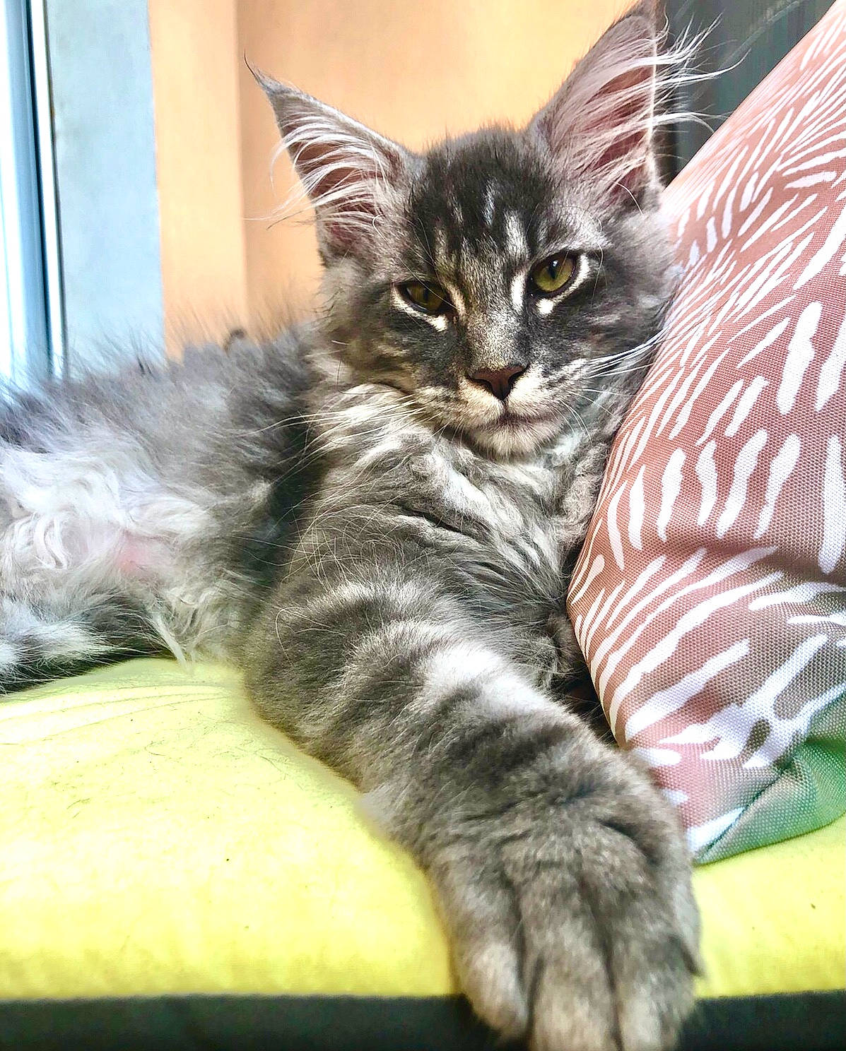 Taïko participe au concours pour gagner de l'argent avec cette photo : carnivore, cat, cat_toy, claw, comfort, domestic_short_haired_cat, felidae, fur, nap, paw, sitting, small_to_medium_sized_cats, snout, tail, terrestrial_animal, whiskers