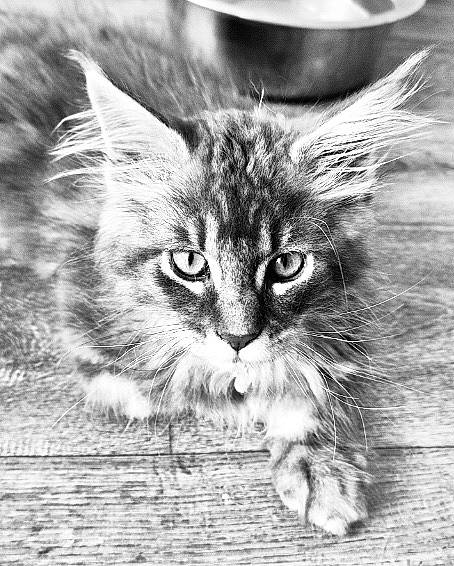 Taïko participe au concours pour gagner de l'argent avec cette photo : carnivore, cat, claw, domestic_short_haired_cat, felidae, fur, grass, grey, maine_coon, monochrome, monochrome_photography, paw, photo_caption, sitting, small_to_medium_sized_cats, snout, style, terrestrial_animal, whiskers, wildlife