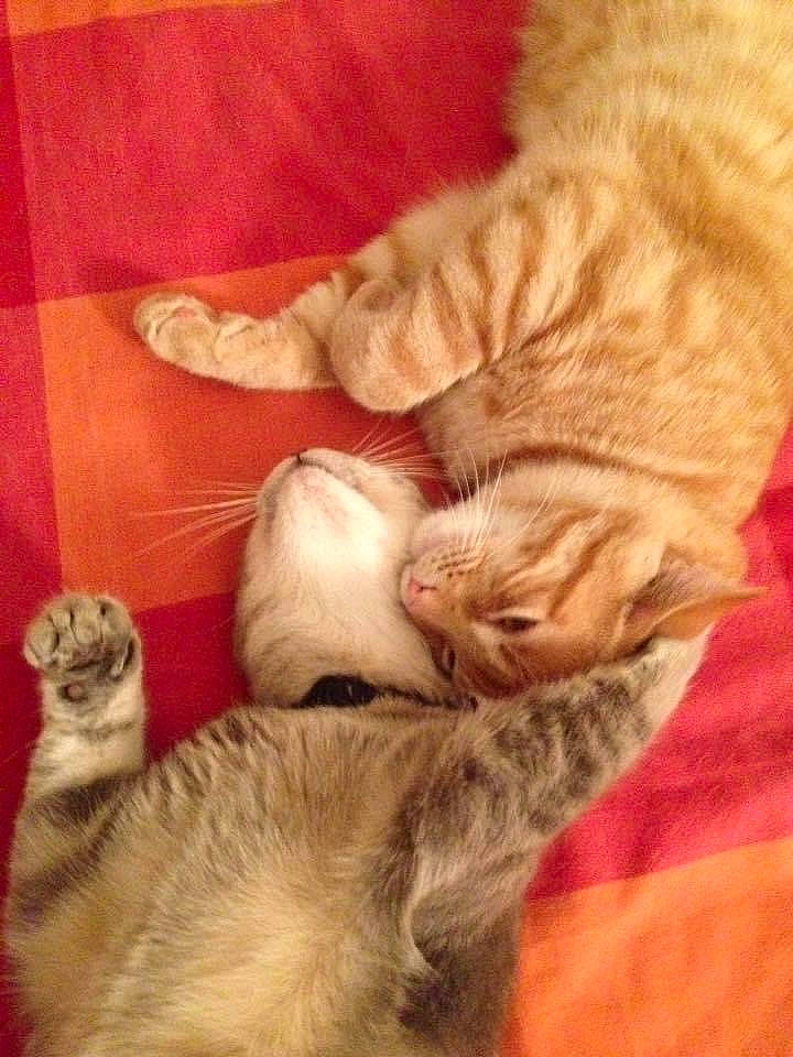 Bobby a rejoint le concours — aidez-le/la à gagner de superbes lots ! balinese, carnivore, cat, claw, comfort, companion_dog, domestic_short_haired_cat, fawn, felidae, foot, fur, nap, paw, sleep, small_to_medium_sized_cats, snout, tail, vertebrate, whiskers, wood