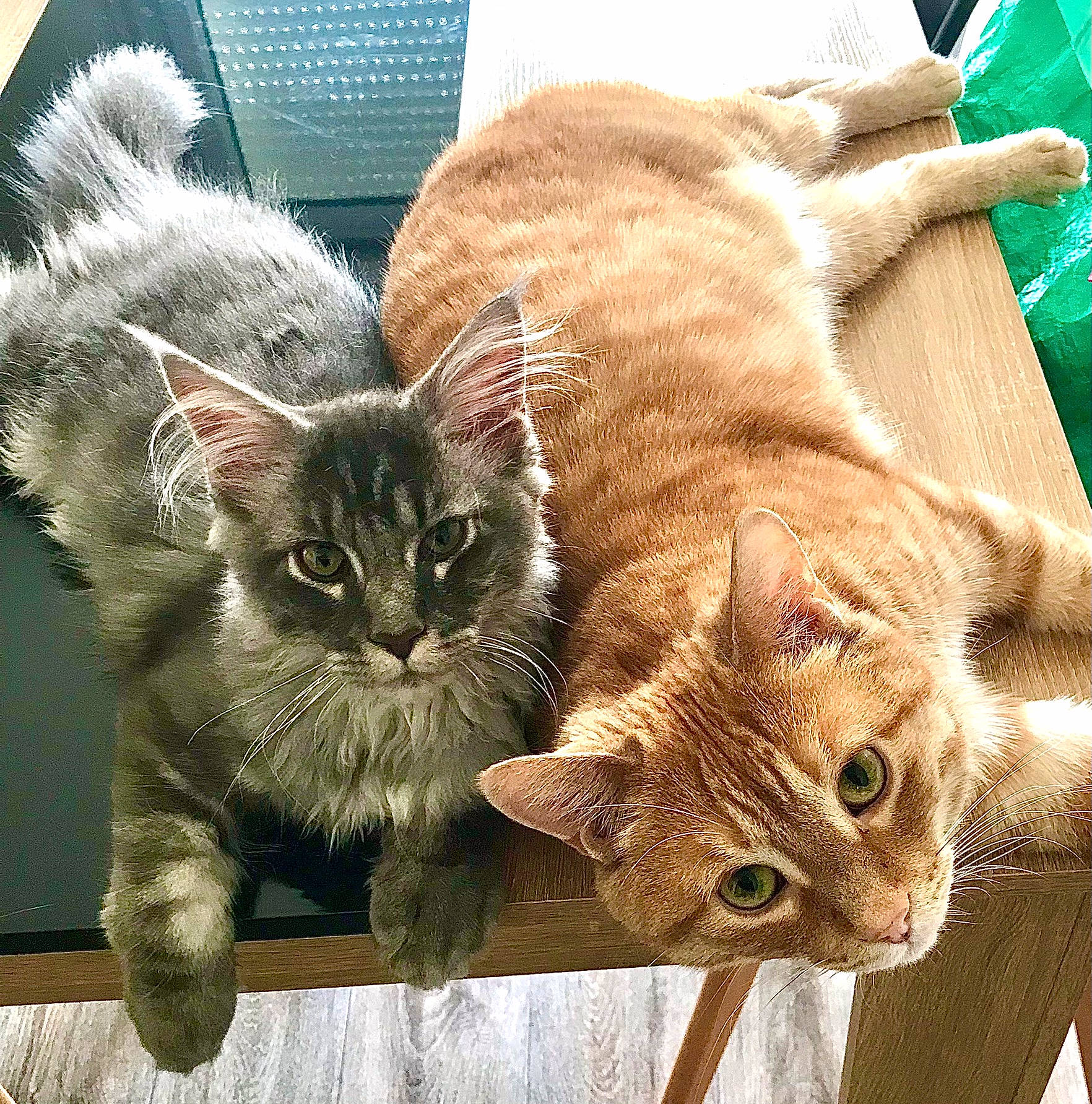 Bobby a rejoint le concours — aidez-le/la à gagner de superbes lots ! carnivore, cat, cat_supply, claw, comfort, domestic_short_haired_cat, fawn, felidae, fur, paw, small_to_medium_sized_cats, snout, tail, terrestrial_animal, whiskers, window