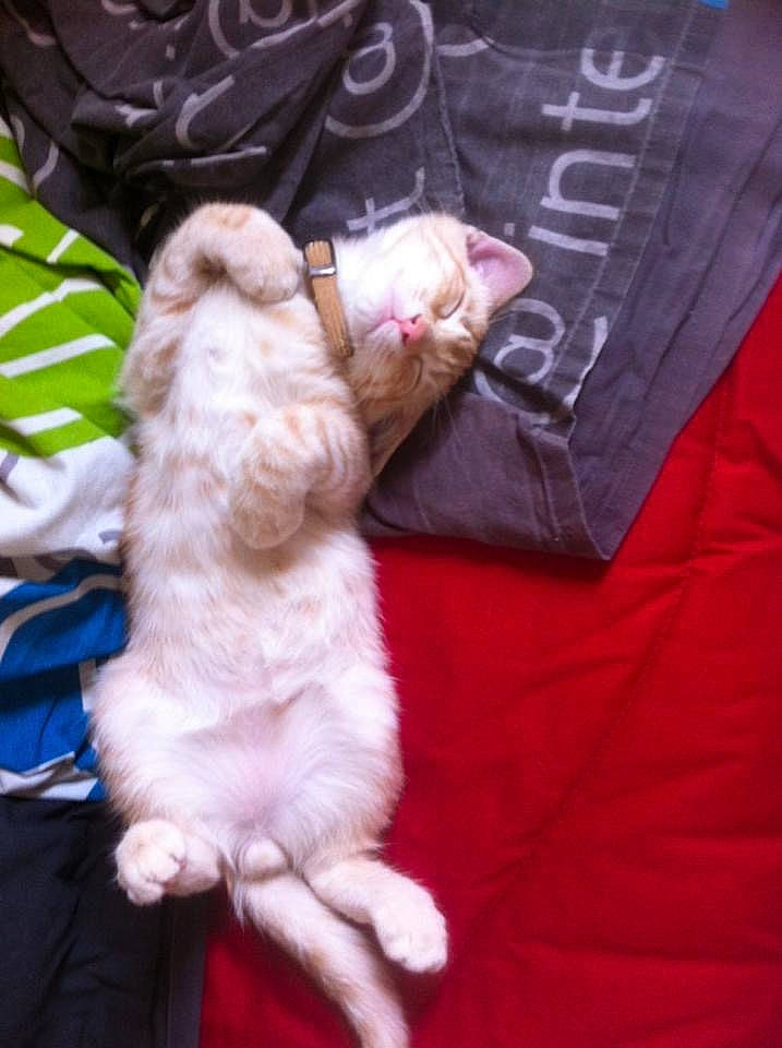 Bobby participe au concours pour gagner de l'argent avec cette photo : canidae, carnivore, cat, claw, companion_dog, dog_breed, fawn, felidae, font, fur, linens, paw, sleeve, small_to_medium_sized_cats, sporting_group, tail, toy, whiskers, wood