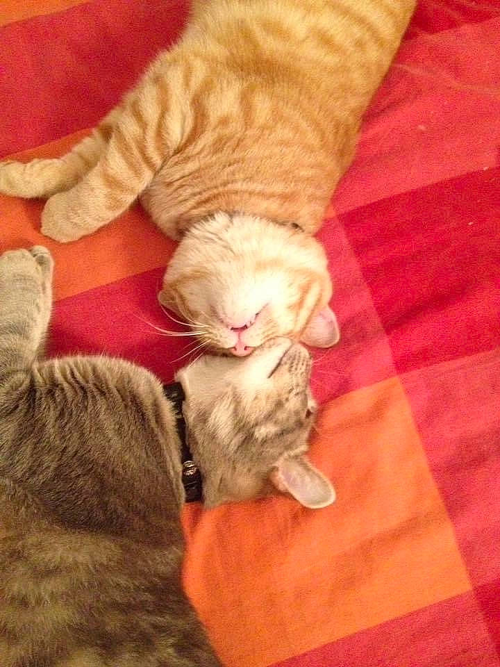 Bobby participe au concours pour gagner de l'argent avec cette photo : carnivore, cat, comfort, companion_dog, domestic_short_haired_cat, fawn, felidae, flooring, foot, fur, hardwood, human_leg, nail, paw, small_to_medium_sized_cats, snout, tail, textile, whiskers, wood