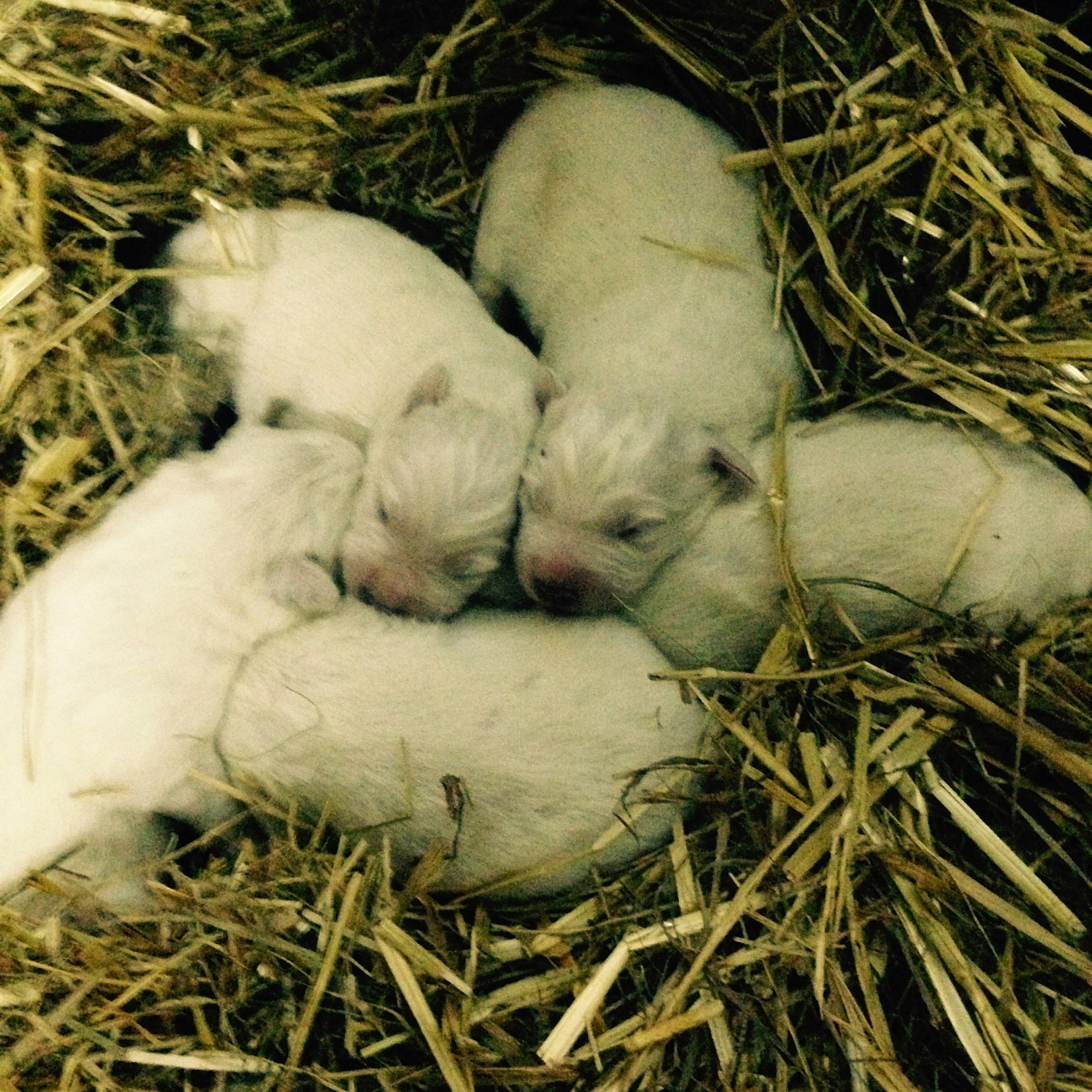 Looky participe au concours pour gagner de l'argent avec cette photo : domestic_rabbit, fawn, grass, hare, hay, landscape, livestock, local_food, natural_foods, rabbit, rabbits_and_hares, root_vegetable, sheep, soil, straw, terrestrial_animal, tuber, vegetable, working_animal
