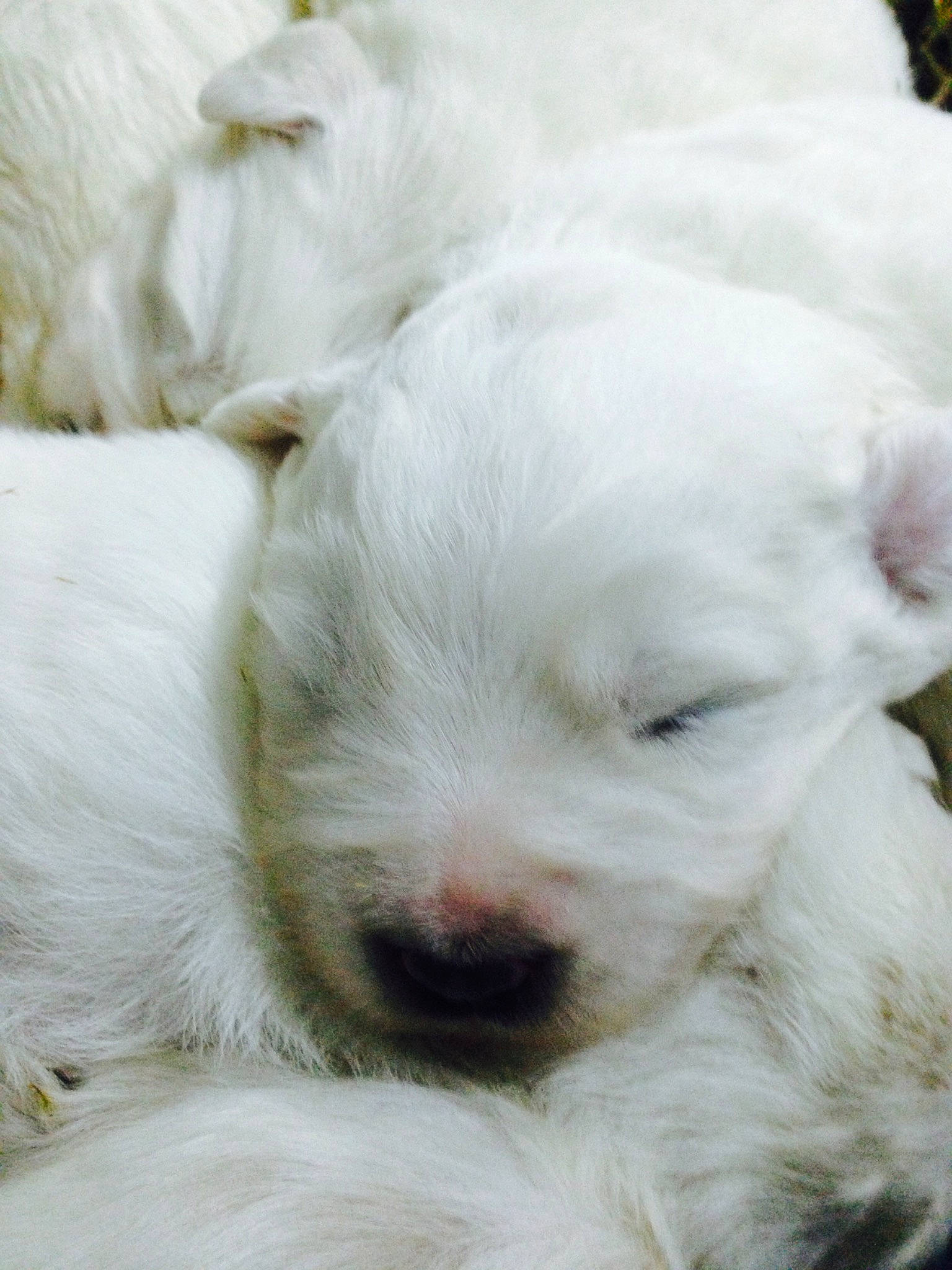 Looky participe au concours pour gagner de l'argent avec cette photo : canidae, carnivore, companion_dog, dog, dog_breed, fawn, felidae, fur, kuvasz, livestock_guardian_dog, maremma_sheepdog, nap, non_sporting_group, polish_tatra_sheepdog, retriever, slovak_cuvac, snout, sporting_group, terrestrial_animal, whiskers