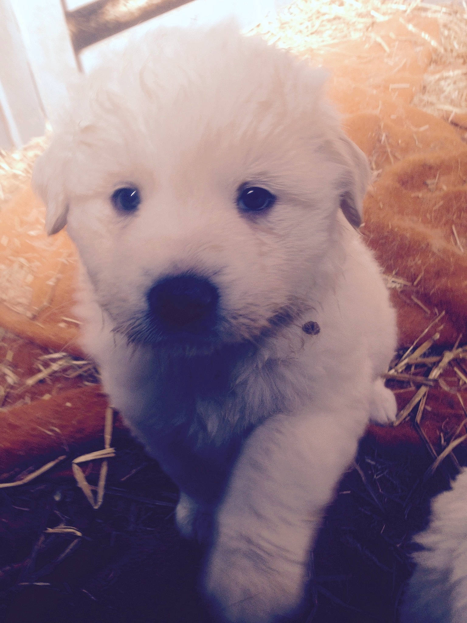 Looky participe au concours pour gagner de l'argent avec cette photo : canidae, carnivore, cloud, companion_dog, dog, dog_breed, fur, happy, labradoodle, meteorological_phenomenon, plant, puppy, sky, small_terrier, snout, sporting_group, terrier, toy_dog, whiskers, working_animal