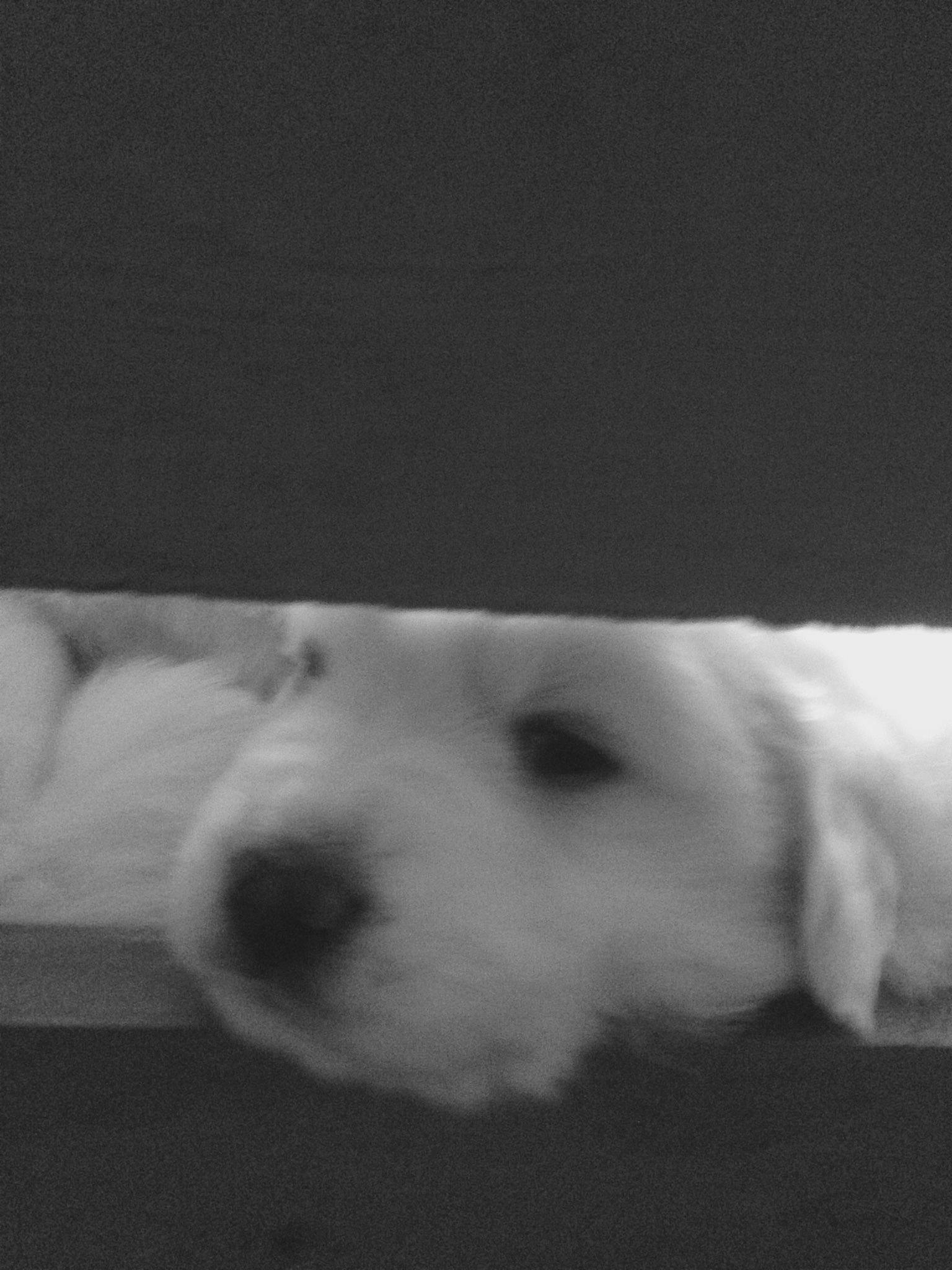 Looky participe au concours pour gagner de l'argent avec cette photo : carnivore, cloud, comfort, companion_dog, darkness, dog, dog_breed, fawn, flooring, fur, monochrome, monochrome_photography, non_sporting_group, paw, puppy, snout, sporting_group, whiskers, wood, working_animal