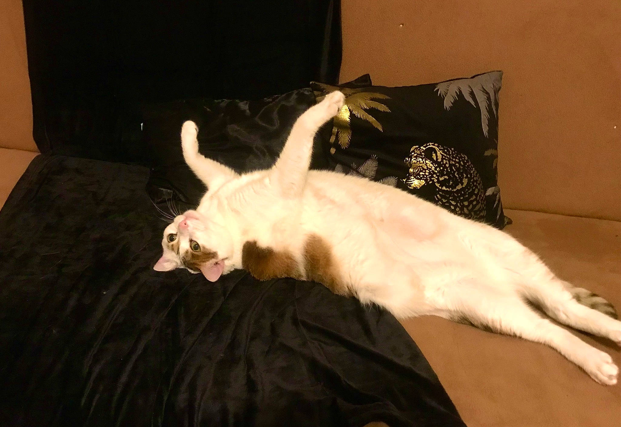 Minettte a rejoint le concours — aidez-le/la à gagner de superbes lots ! bed, canidae, carnivore, cat, comfort, companion_dog, couch, fawn, felidae, flooring, fur, furniture, hardwood, linens, paw, room, small_to_medium_sized_cats, tail, whiskers, wood