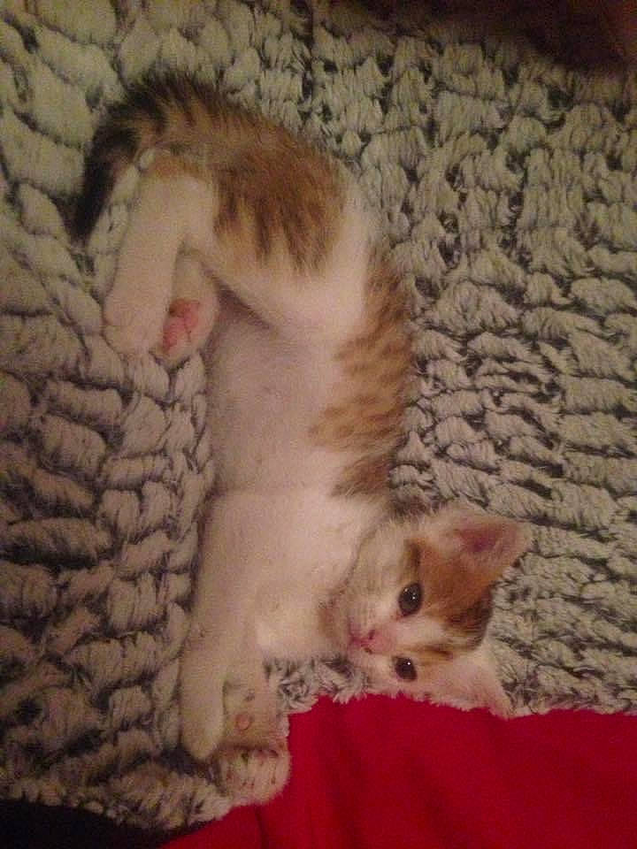 Minettte a rejoint le concours — aidez-le/la à gagner de superbes lots ! carnivore, cat, claw, comfort, domestic_short_haired_cat, eye, fawn, felidae, foot, fur, linens, mammal, nap, paw, small_to_medium_sized_cats, snout, tail, vertebrate, whiskers, wood