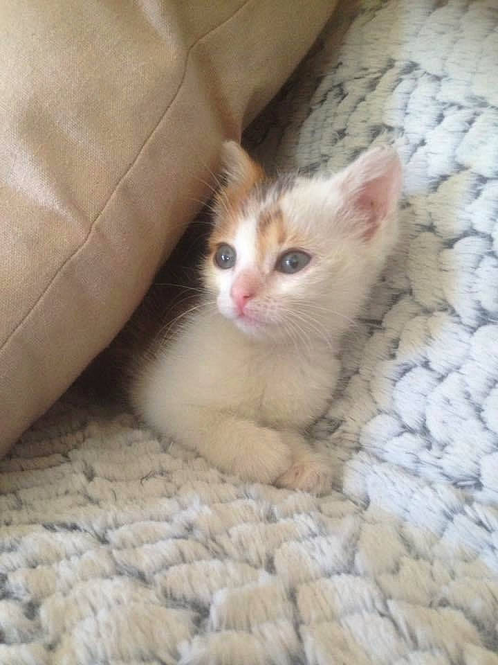 Minettte participe au concours pour gagner de l'argent avec cette photo : carnivore, cat, claw, close_up, comfort, domestic_short_haired_cat, eye, fawn, felidae, flooring, foot, fur, paw, small_to_medium_sized_cats, snout, tail, terrestrial_animal, whiskers, wood