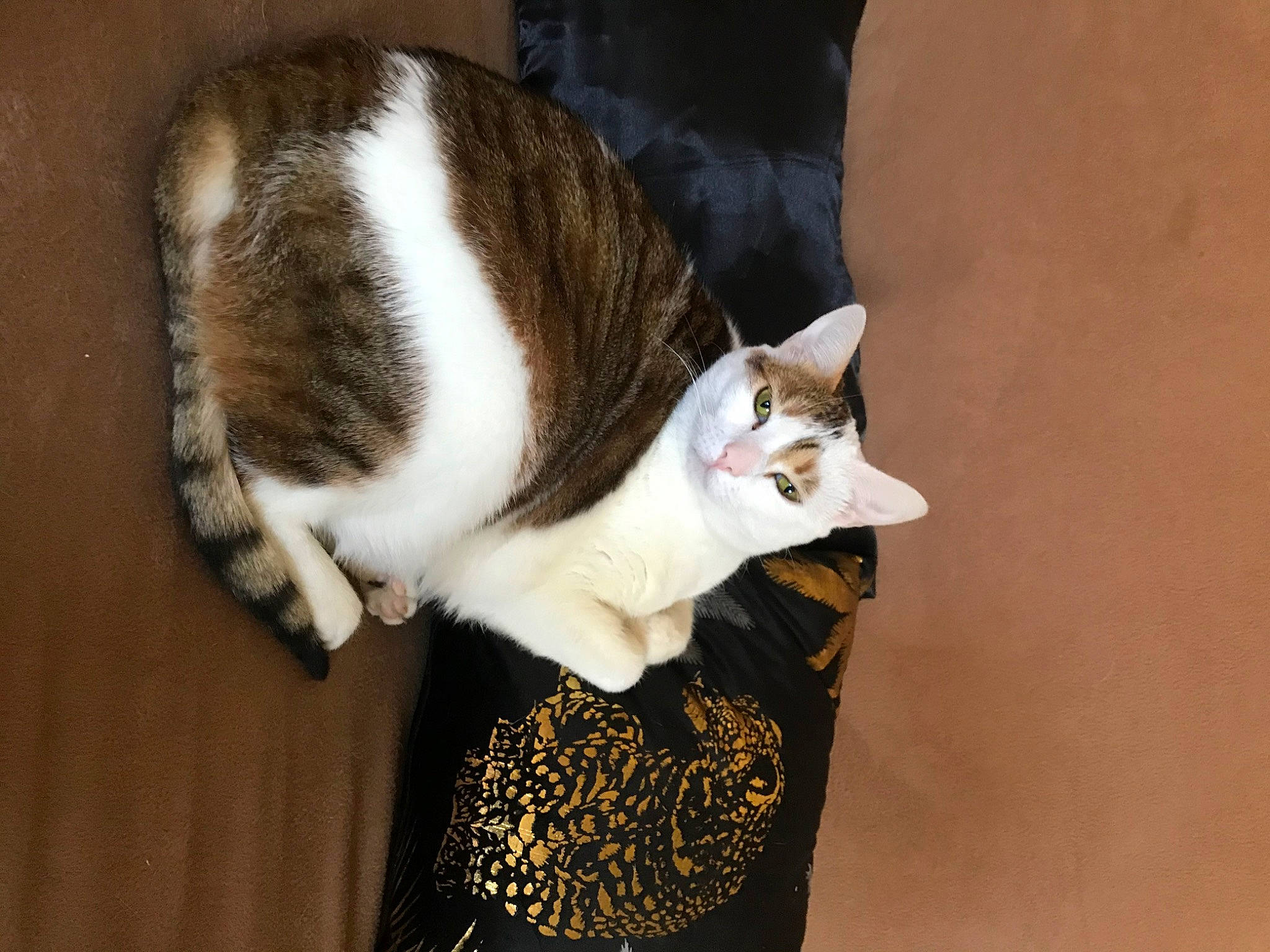 Minettte participe au concours pour gagner de l'argent avec cette photo : carnivore, cat, cat_supply, comfort, domestic_short_haired_cat, felidae, fur, paw, small_to_medium_sized_cats, snout, tail, terrestrial_animal, tree, whiskers, window, wood