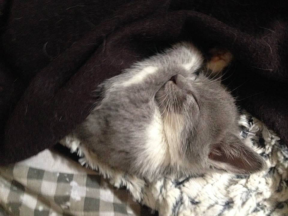 Maki a rejoint le concours — aidez-le/la à gagner de superbes lots ! canidae, carnivore, cat, claw, comfort, dog_breed, domestic_short_haired_cat, felidae, fur, grey, linens, nap, pattern, paw, plaid, small_to_medium_sized_cats, tail, tartan, textile, whiskers