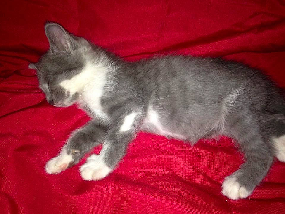 Maki participe au concours pour gagner de l'argent avec cette photo : canidae, carmine, carnivore, cat, claw, comfort, dog_breed, domestic_short_haired_cat, felidae, fur, grey, nap, paw, small_to_medium_sized_cats, snout, tail, whiskers