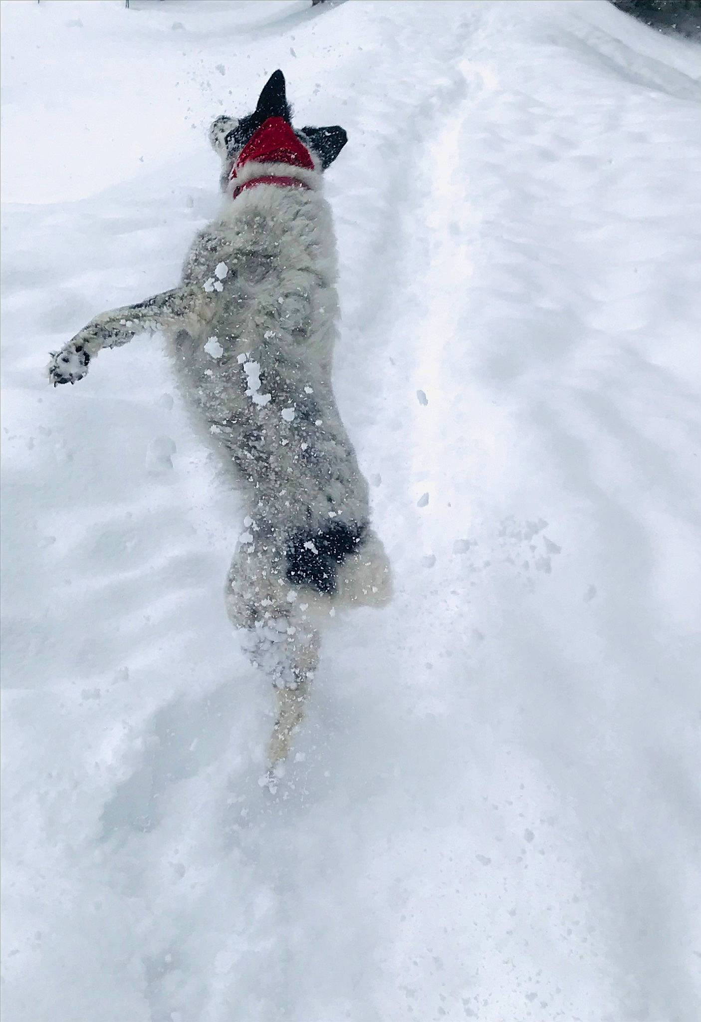Roxy a rejoint le concours — aidez-le/la à gagner de superbes lots ! canidae, carnivore, dog, dog_breed, freezing, fun, fur, hat, playing_in_the_snow, recreation, slope, snow, sporting_group, sports, winter