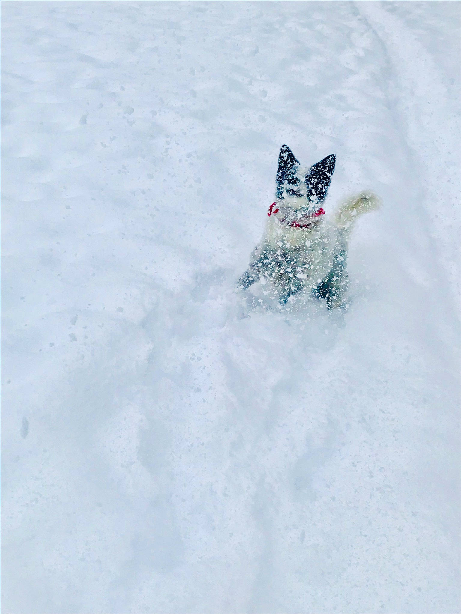 Roxy a rejoint le concours — aidez-le/la à gagner de superbes lots ! arctic, carmine, electric_blue, freezing, frost, fun, glacial_landform, ice_cap, playing_in_the_snow, recreation, slope, snow, wind_wave, winter