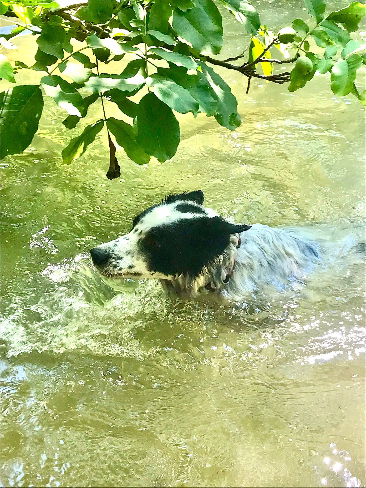 Roxy participe au concours pour gagner de l'argent avec cette photo : beak, carnivore, fluvial_landforms_of_streams, grass, jungle, lake, plant, pond, rainforest, riparian_zone, sporting_group, stream, tail, terrestrial_animal, tree, water, water_bird, watercourse, wildlife, working_animal