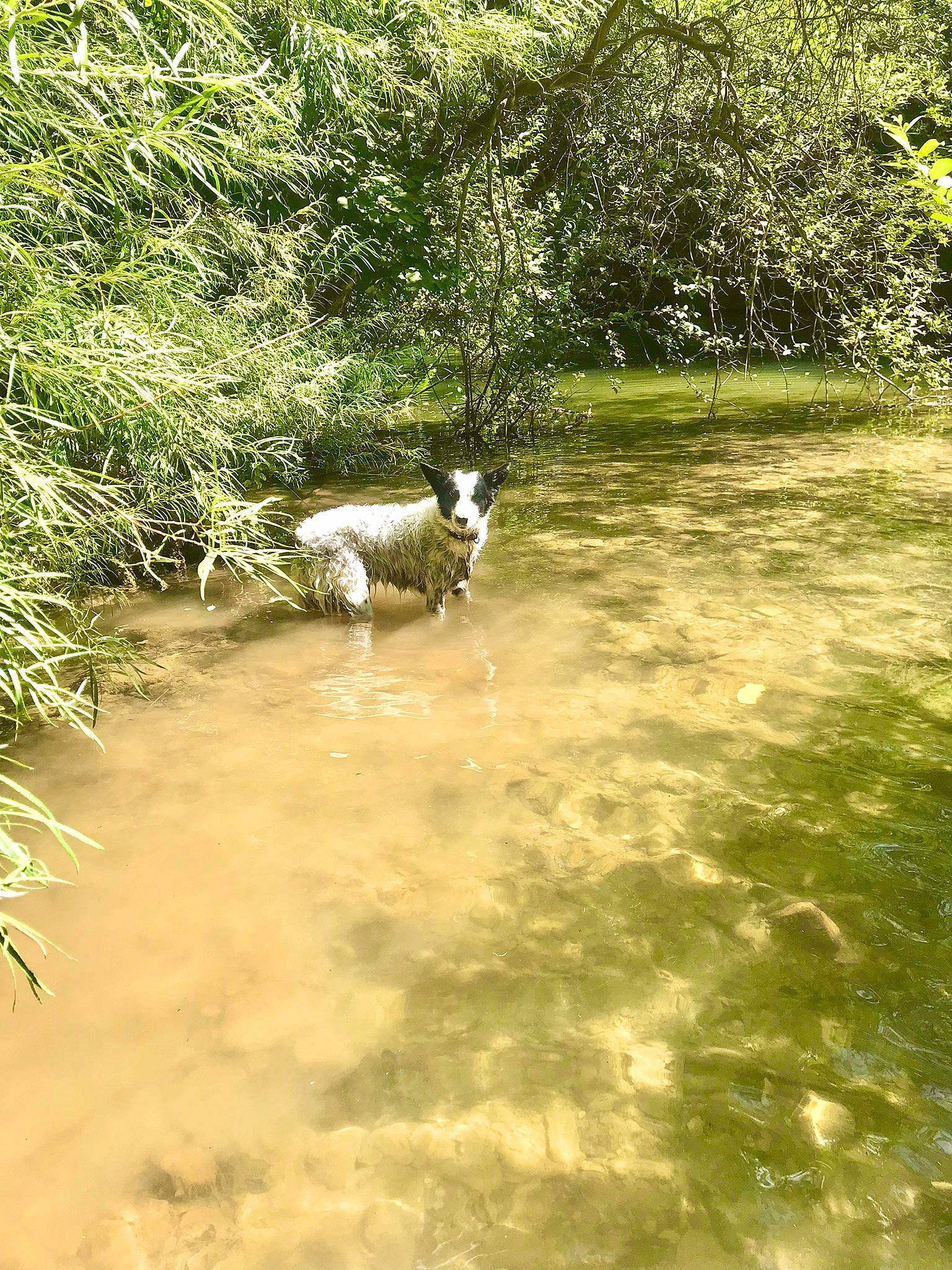 Roxy participe au concours pour gagner de l'argent avec cette photo : bank, carnivore, fawn, fluvial_landforms_of_streams, forest, grass, lake, landscape, natural_landscape, plant, riparian_zone, sporting_group, stream, terrestrial_animal, terrestrial_plant, tree, water, water_resources, watercourse, working_animal