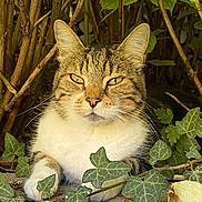 Joker participe au concours pour gagner de l'argent avec cette photo : cat, tabby, animal, pet, feline, leaf, greenery, outdoor, nature, wildlife, whiskers, ears, fur, eyes, branches, ground, relaxed, resting, closeup, portrait