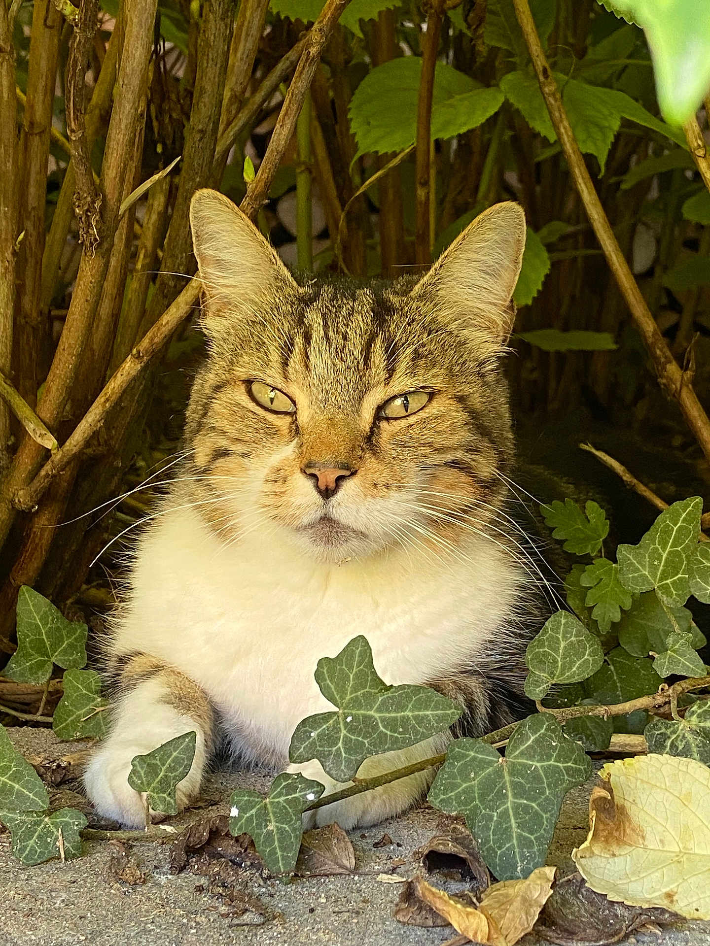 Joker participe au concours pour gagner de l'argent avec cette photo : cat, tabby, animal, pet, feline, leaf, greenery, outdoor, nature, wildlife, whiskers, ears, fur, eyes, branches, ground, relaxed, resting, closeup, portrait