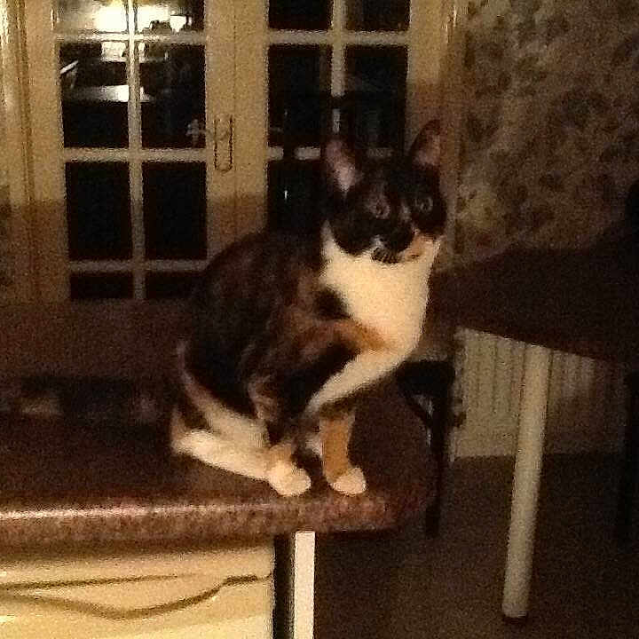 Kitty