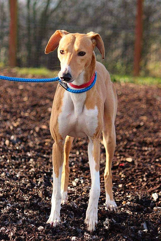 Kane is registered to the contest to win money with this photo: animal_sports, canidae, carnivore, collar, companion_dog, dog, dog_breed, dog_collar, dog_supply, fawn, liver, pet_supply, rampur_greyhound, sighthound, soil, sporting_group, tail, terrestrial_animal, wood, working_animal