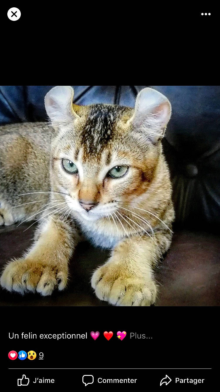 Cosmos participe au concours pour gagner de l'argent avec cette photo : aegean_cat, american_shorthair, asian, carnivore, cat, domestic_short_haired_cat, dragon_li, egyptian_mau, european_shorthair, felidae, kitten, mammal, paw, photo_caption, photography, small_to_medium_sized_cats, snout, tabby_cat, whiskers, wildlife