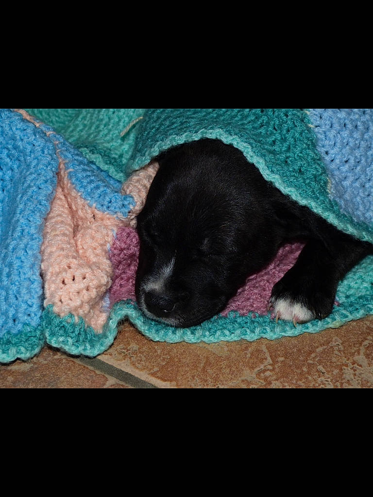 Star joined the competition — help win amazing prizes! black_cat, carnivore, cat, comfort, companion_dog, dog, dog_breed, electric_blue, fawn, felidae, grey, linens, magenta, mammal, sleeve, small_to_medium_sized_cats, tail, tints_and_shades, vertebrate, whiskers