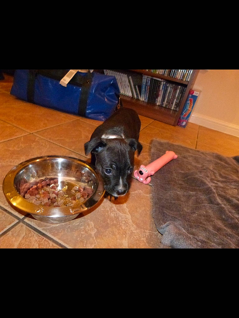 Star is registered to the contest to win money with this photo: bookcase, carnivore, chair, comfort, companion_dog, couch, dog, dog_breed, flooring, fur, guard_dog, hardwood, laminate_flooring, serveware, shelf, sporting_group, table, wood, wood_flooring, working_animal