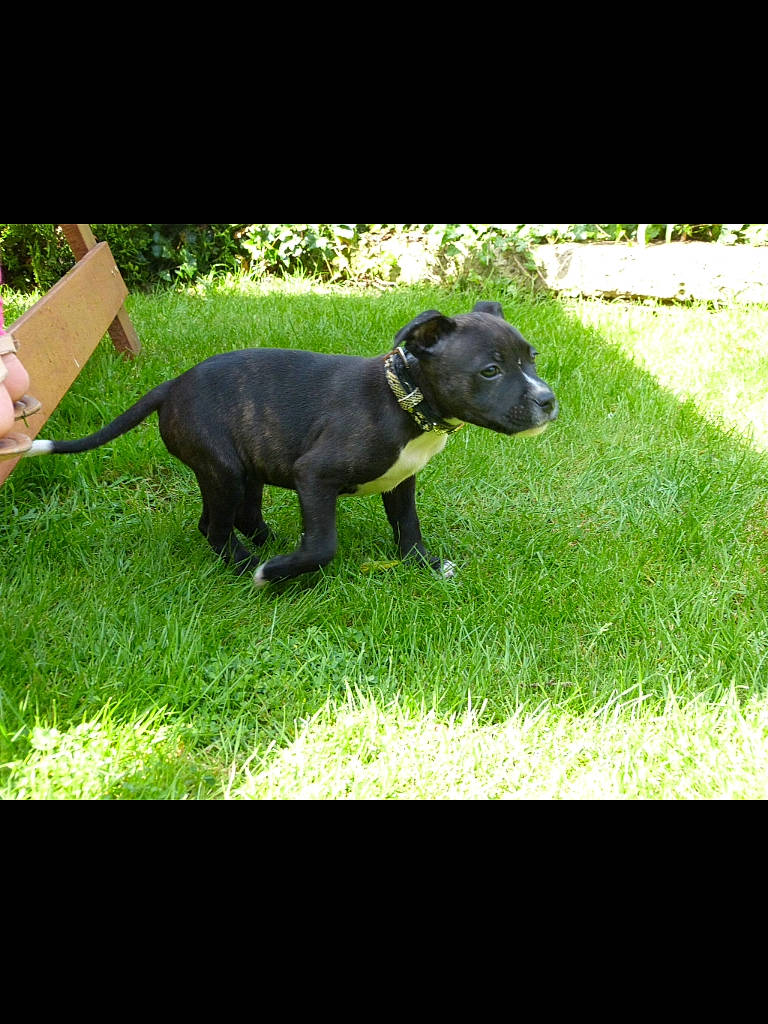 Star is registered to the contest to win money with this photo: borador, carnivore, companion_dog, dog, dog_breed, dog_supply, grass, grassland, groundcover, guard_dog, lawn, pasture, pet_supply, plant, snout, sporting_group, tail, terrestrial_animal, terrestrial_plant, working_animal