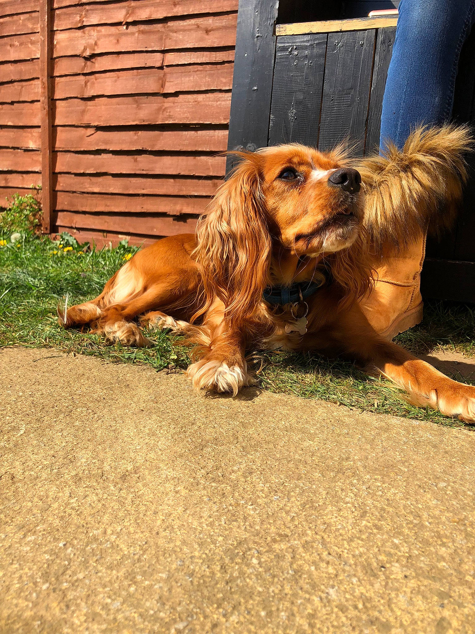 Sadie is registered to the contest to win money with this photo: canidae, carnivore, companion_dog, dog, dog_breed, english_cocker_spaniel, fawn, fence, fur, grass, gun_dog, hound, liver, paw, plant, snout, spaniel, sporting_group, wood