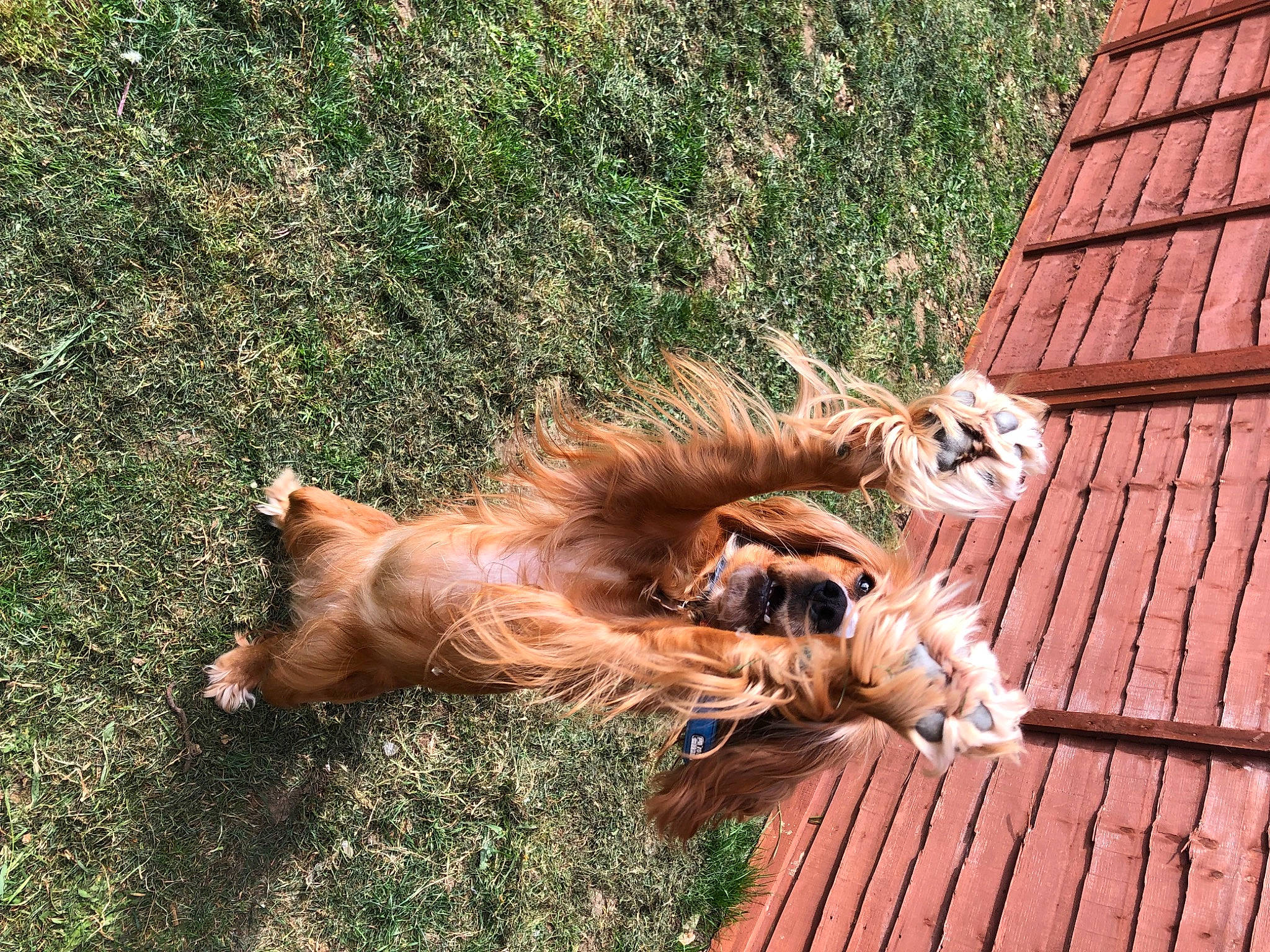 Sadie joined the competition — help win amazing prizes! big_cats, carnivore, claw, companion_dog, dog, dog_breed, fawn, felidae, fur, grass, guard_dog, hardwood, lion, liver, masai_lion, plant, small_to_medium_sized_cats, tail, terrestrial_animal, wood