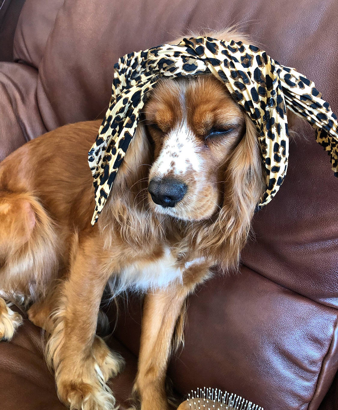 Sadie joined the competition — help win amazing prizes! canidae, carnivore, collar, comfort, companion_dog, dog, dog_breed, dog_supply, fawn, fur, gun_dog, liver, pet_supply, snout, spaniel, sporting_group, whiskers, working_animal