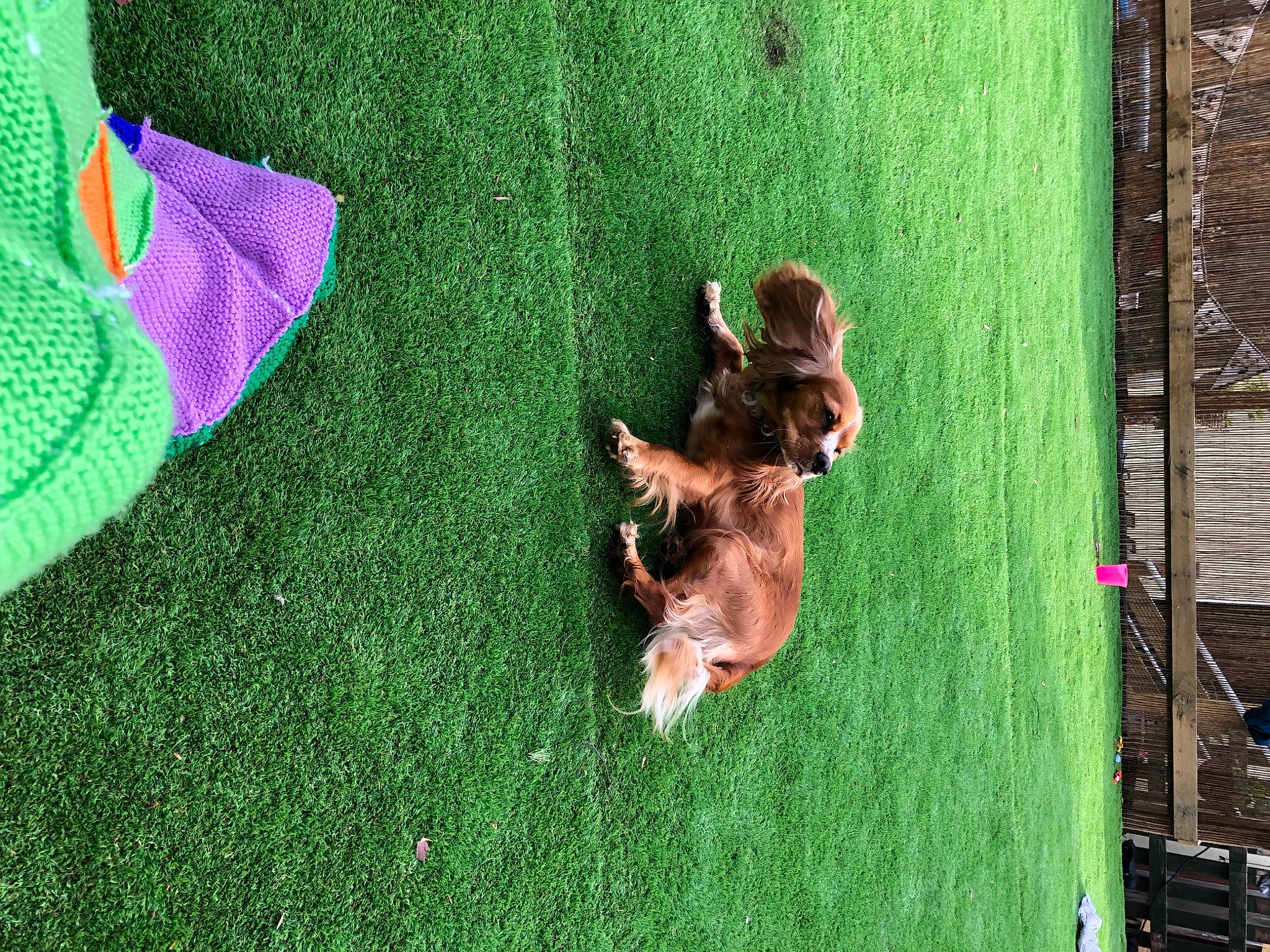 Sadie joined the competition — help win amazing prizes! carnivore, companion_dog, dog, dog_breed, fawn, grass, grass_family, grassland, green, lawn, leaf, leisure, plant, recreation, sporting_group, tail, toy, tree, window, wood