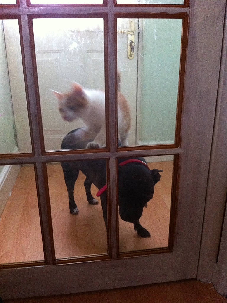 Stella joined the competition — help win amazing prizes! carnivore, cat, door, fawn, felidae, fixture, flooring, glass, hardwood, home_door, interior_design, metal, room, small_to_medium_sized_cats, snout, tail, tints_and_shades, window, window_treatment, wood