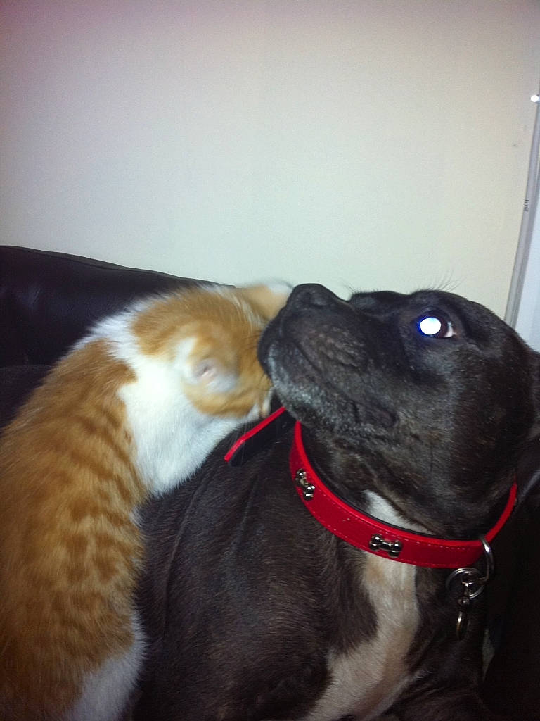 Stella is registered to the contest to win money with this photo: carnivore, cat, collar, comfort, companion_dog, dog, dog_breed, dog_collar, domestic_short_haired_cat, ear, fawn, felidae, fur, liver, pet_supply, snout, sporting_group, tail, whiskers, working_animal