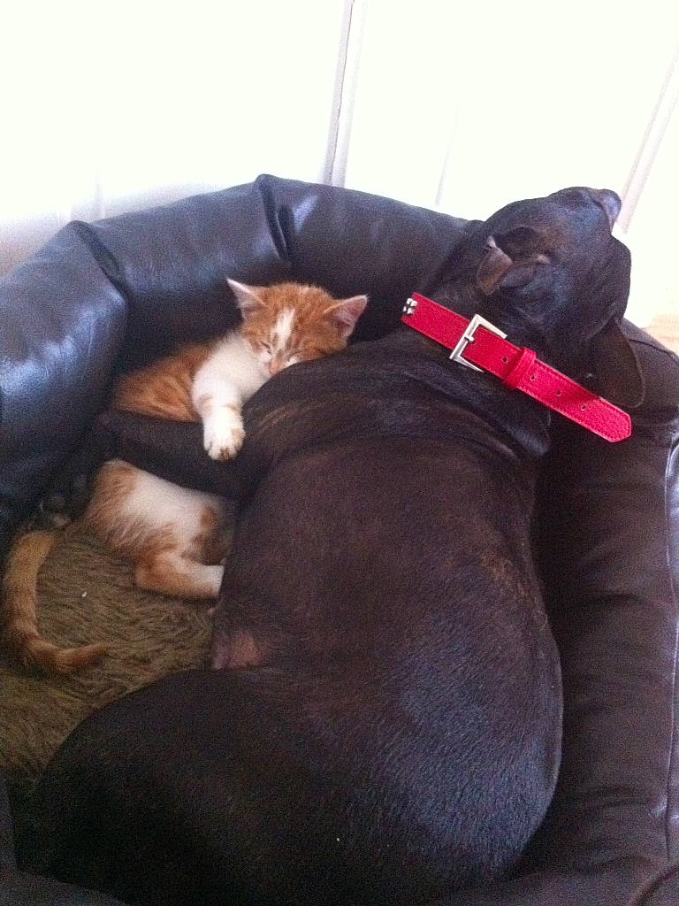 Stella joined the competition — help win amazing prizes! brown, carnivore, cat, collar, comfort, companion_dog, couch, dog, dog_breed, dog_collar, dog_supply, felidae, fur, hardwood, liver, pet_supply, small_to_medium_sized_cats, tail, whiskers, working_animal