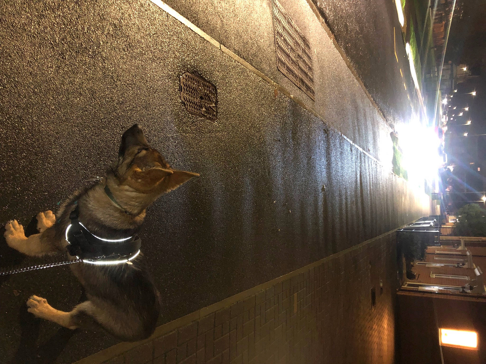 Fang joined the competition — help win amazing prizes! art, automotive_lighting, bronze, bronze_sculpture, carnivore, ceiling, felidae, lens_flare, lighting, metal, night, reflection, room, shadow, small_to_medium_sized_cats, space, tail, visual_arts, whiskers, wood