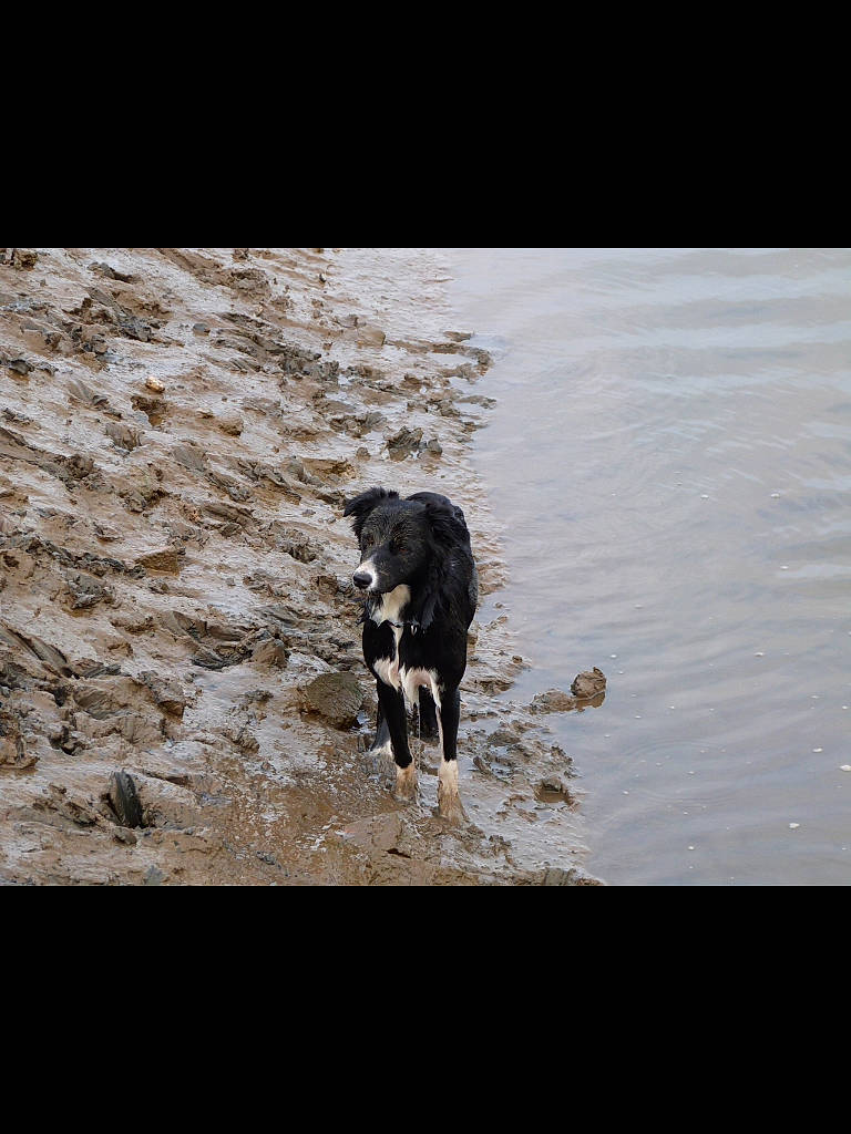 Tallulah joined the competition — help win amazing prizes! canidae, carnivore, darkness, dog, dog_breed, horizon, landscape, liquid, monochrome_photography, ocean, rock, snout, soil, sporting_group, terrestrial_animal, tints_and_shades, water, wind_wave, wood, working_animal