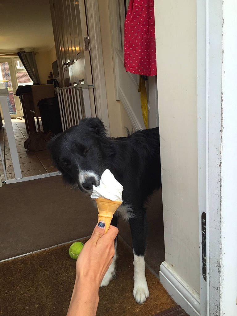 Tallulah is registered to the contest to win money with this photo: border_collie, canidae, carnivore, companion_dog, curtain, dog, dog_breed, door, felidae, floor, flooring, fur, hardwood, houseplant, human_leg, room, small_to_medium_sized_cats, tail, thigh, wood