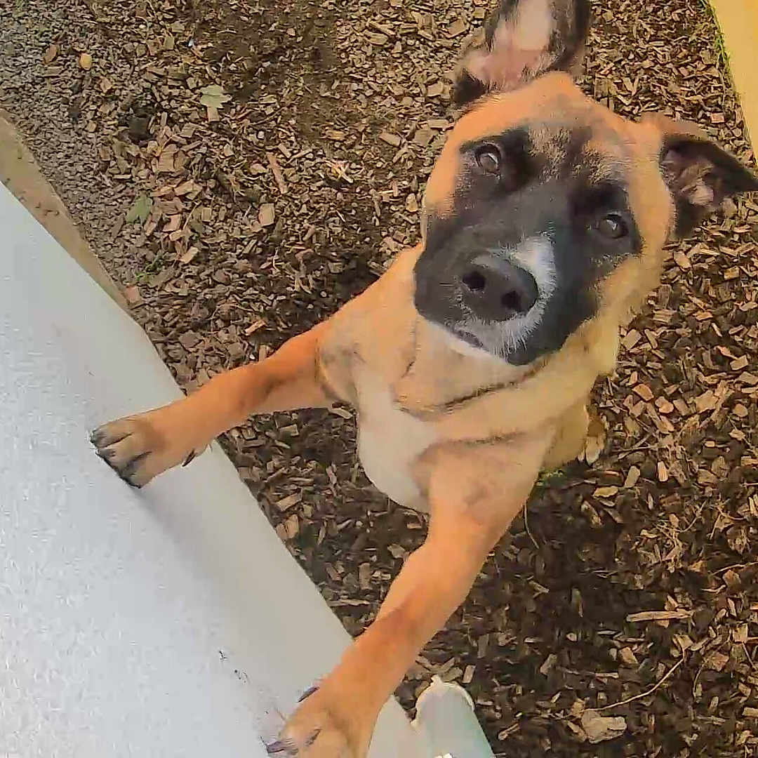 Ali