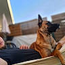 man, dog, hammock, outdoor, relaxing, blue_sky, fence, pet, canine, beard, casual_clothing, summer, sunlight, backyard, companion, resting, portrait, leisure, animal, friendship