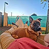 Ali participe au concours pour gagner de l'argent avec cette photo : dog, outdoor, hammock, person, tree, fence, sky, grass, relaxing, casual_clothing, footwear, brown_dog, sunlight, yard, leisure, resting, summer, nature, backyard, pet