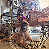Ali participe au concours pour gagner de l'argent avec cette photo : dog, christmas_tree, presents, decorations, holiday, festive, floor, gift_wrap, indoor, pet, sparkles, table, wheel, furniture, lighting, celebration, cute, relaxed, canine, christmas