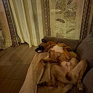 Ali participe au concours pour gagner de l'argent avec cette photo : dog, couch, indoor, sleeping, relaxed, pet, blanket, fur, canine, floor, curtains, wallpaper, pattern, tile_floor, resting, cozy, home, animal, brown, comfort