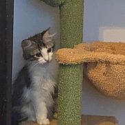 Aziza Seymour joined the competition — help win amazing prizes! cat, kitten, scratching_post, cat_tree, indoor, pet, feline, curious, fluffy, young_cat, animal, domestic, white, gray, brown, paw, fur, cute, looking, home