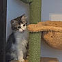 cat, kitten, scratching_post, cat_tree, indoor, pet, feline, curious, fluffy, young_cat, animal, domestic, white, gray, brown, paw, fur, cute, looking, home