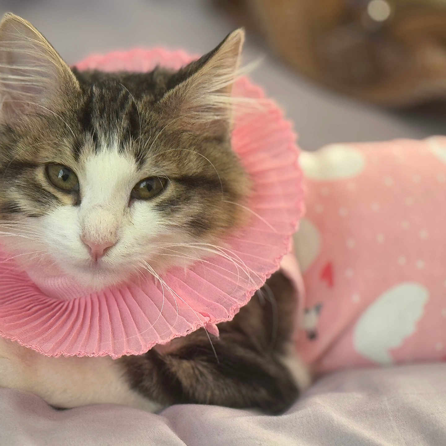 Aziza Seymour joined the competition — help win amazing prizes! animal, bed, cat, close_up, cozy, cute, domestic_animal, feline, fur, indoor, mammal, pet, pink_collar, pink_outfit, portrait, relaxed, resting, sleeping, soft_texture, whiskers