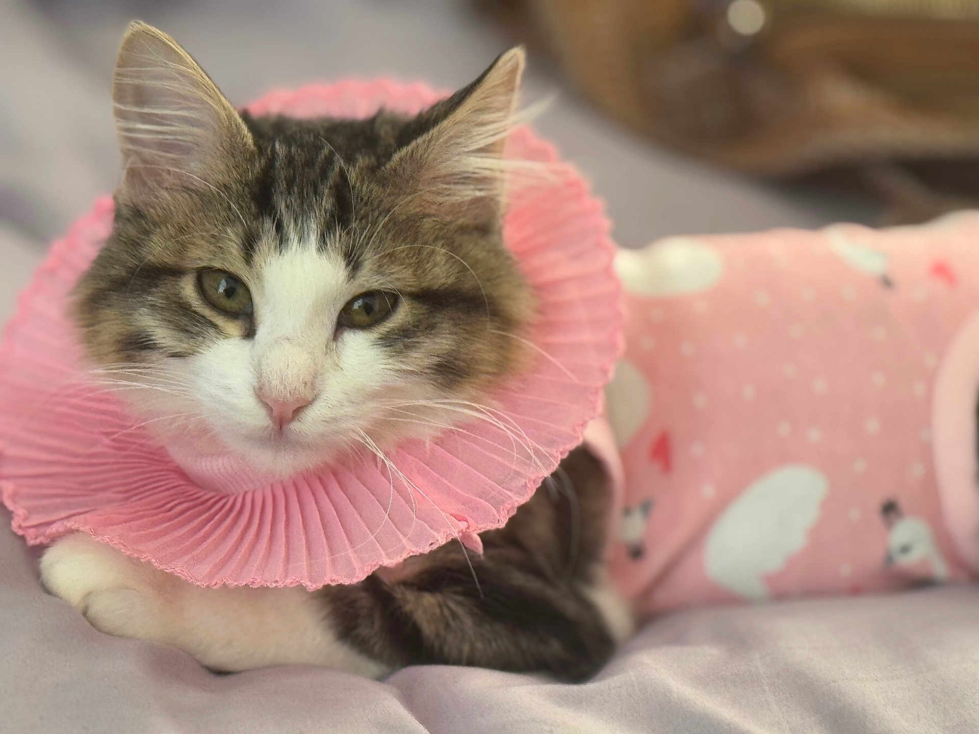 Aziza Seymour joined the competition — help win amazing prizes! cat, pet, animal, fur, pink_collar, close_up, cute, relaxed, soft_texture, indoor, cozy, portrait, mammal, whiskers, sleeping, feline, domestic_animal, pink_outfit, resting, bed
