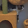 Aziza Seymour joined the competition — help win amazing prizes! cat, cat_tree, carpeted_furniture, indoor, pet, animal, curious, hiding, feline, cozy, brown, white, tabby, furniture, home, cute, small, domestic_animal, resting, quiet