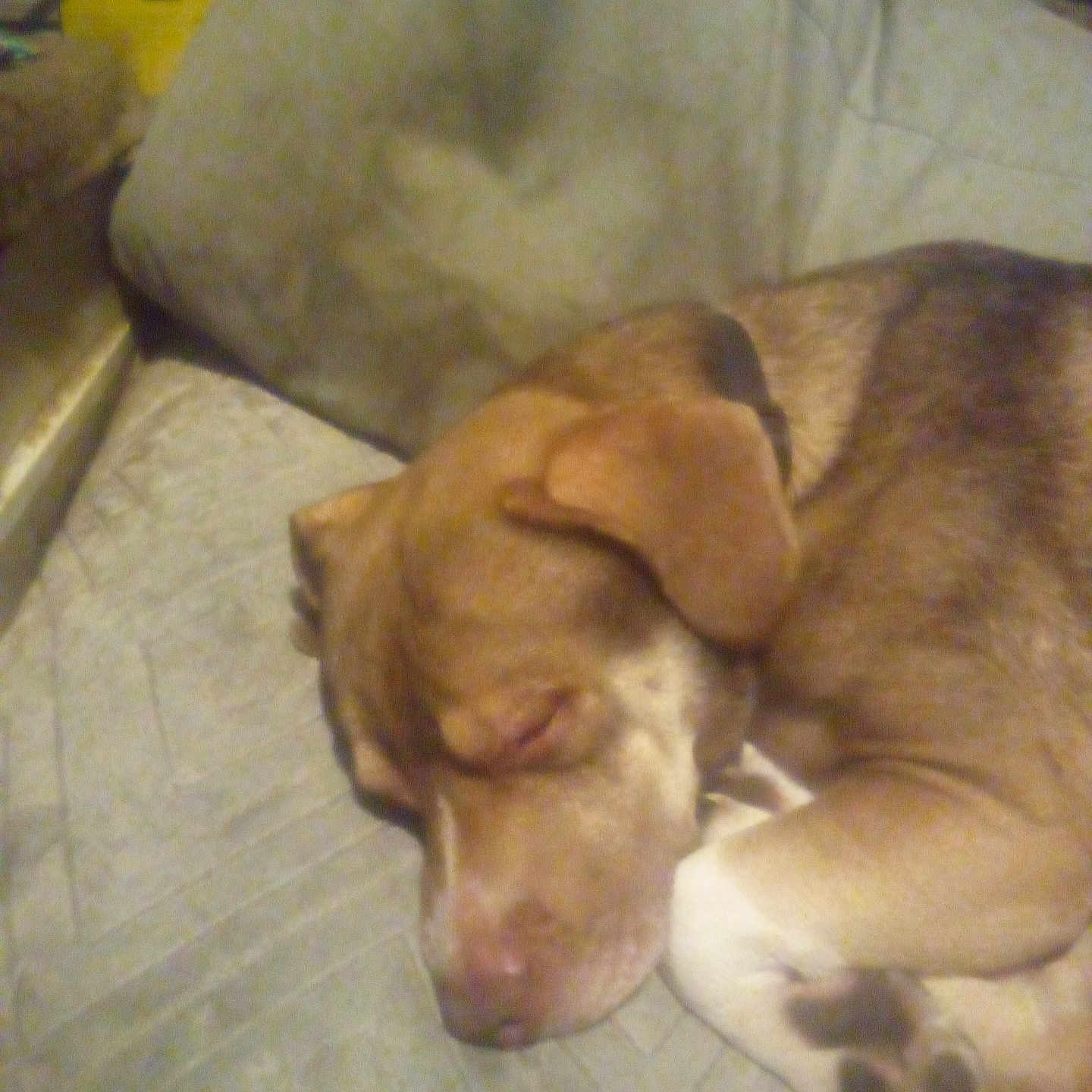 Coco is registered to the contest to win money with this photo: animal, brown, canine, closeup, comfort, couch, cozy, dog, domestic, ears, fur, head, indoor, paw, pet, quiet, relaxed, resting, sleeping, white_paw